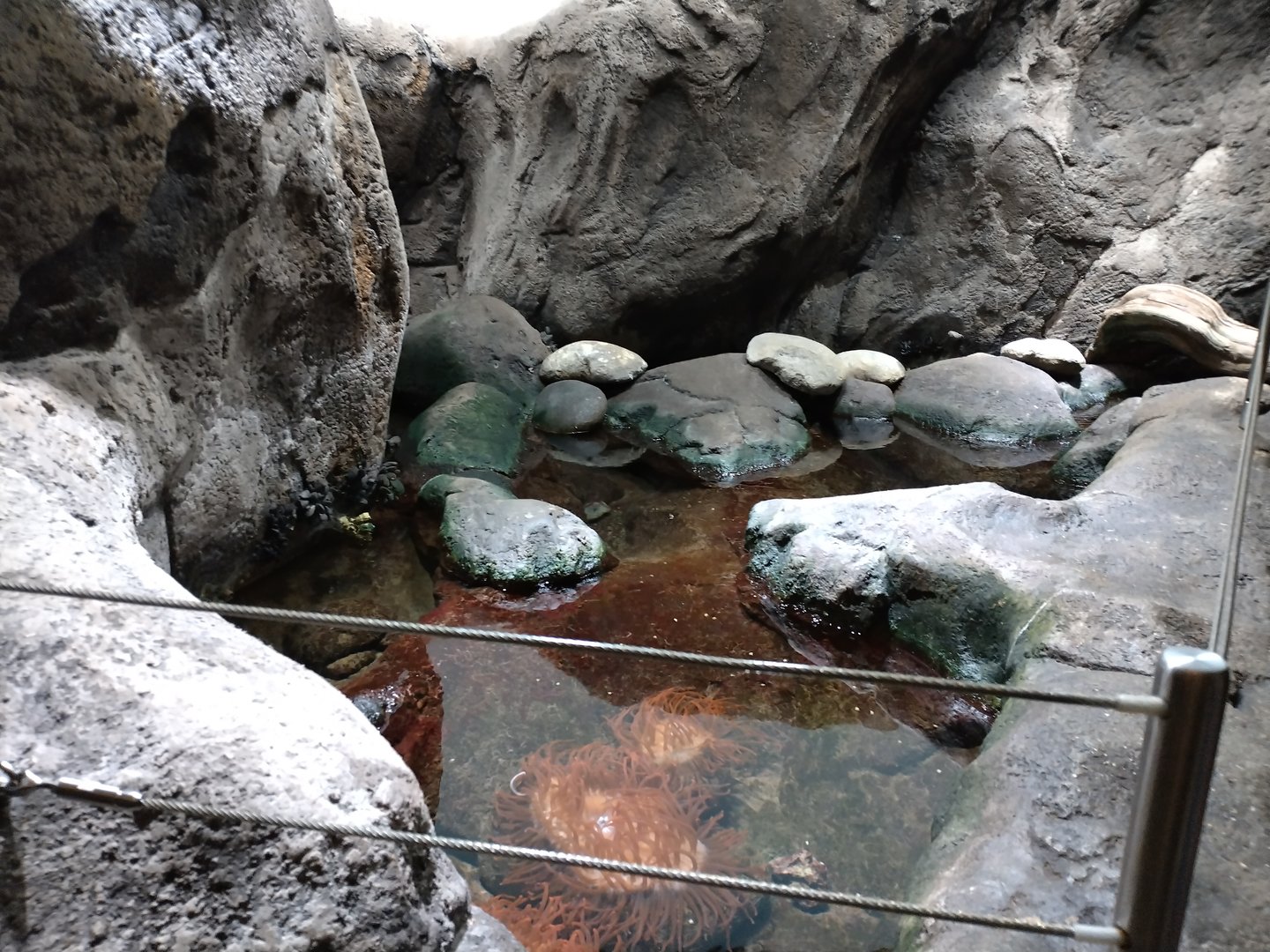 Tide pools with anemones and fish