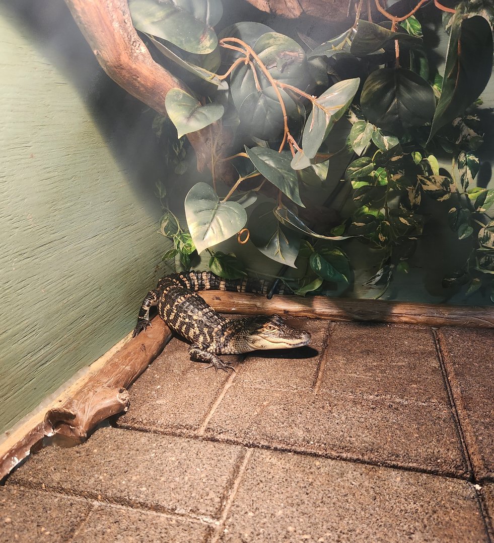 Tidelands Nature Center - Alligator juvenile