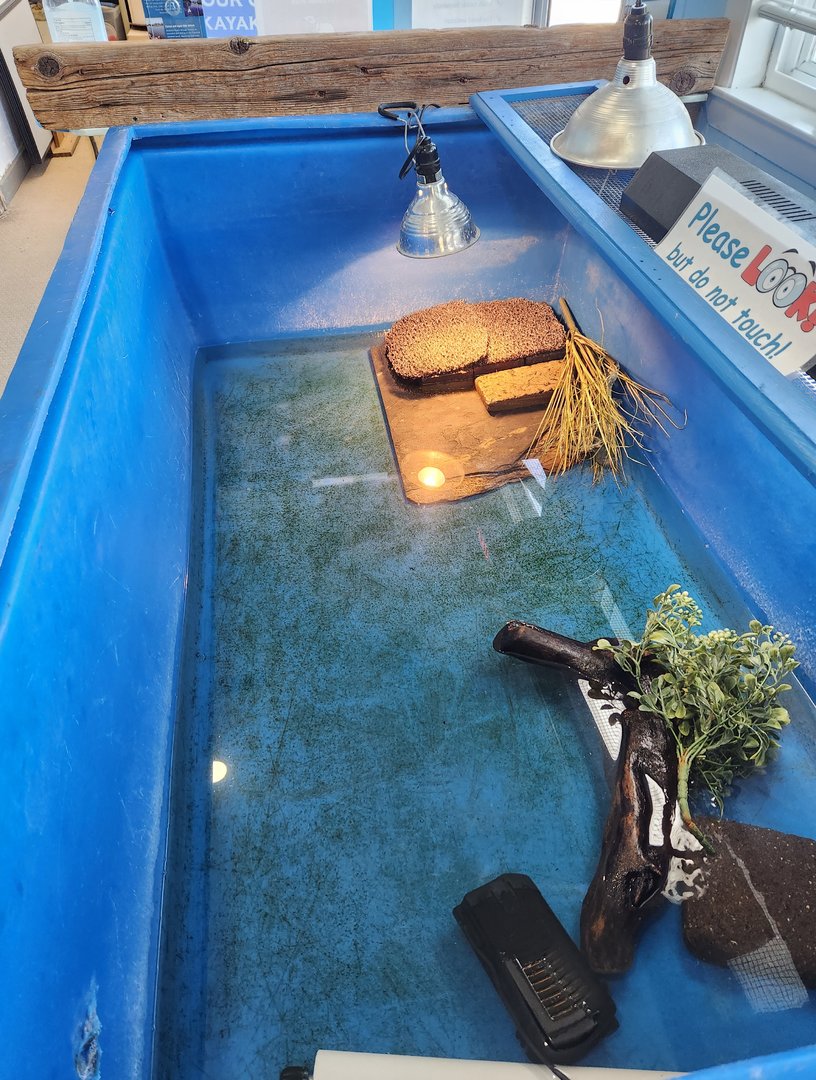 Tidelands Nature Center - Diamondback Terrapin exhibit