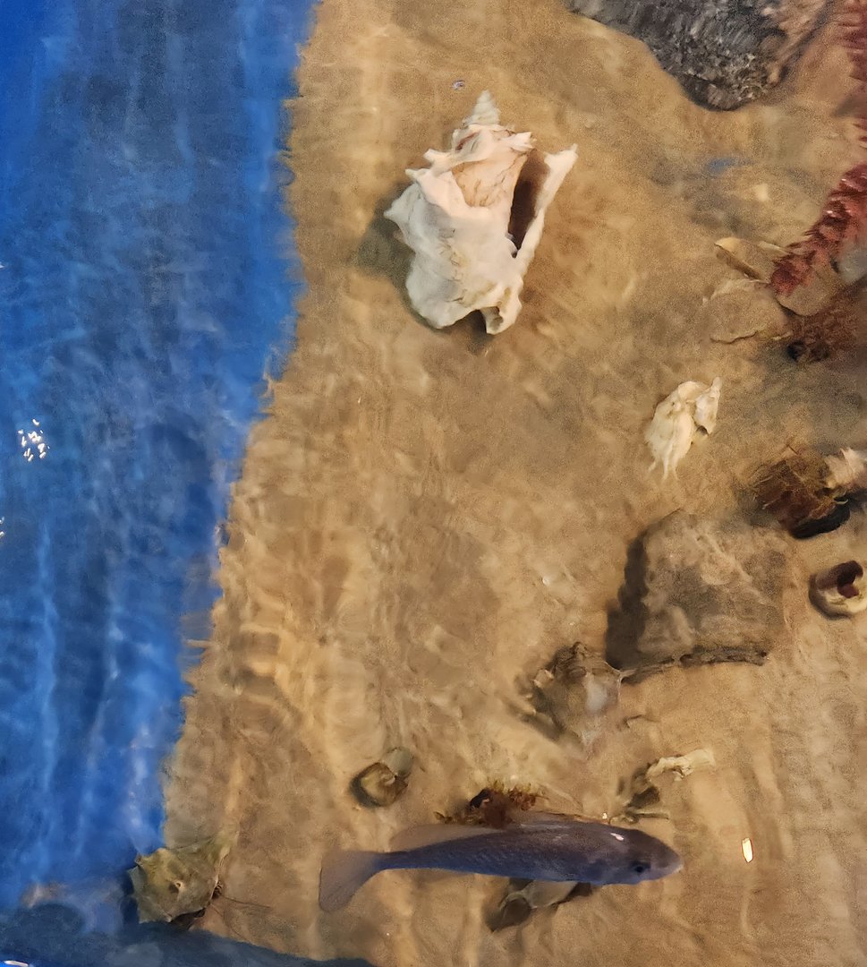 Tidelands Nature Center - Fish/whelk touch tank