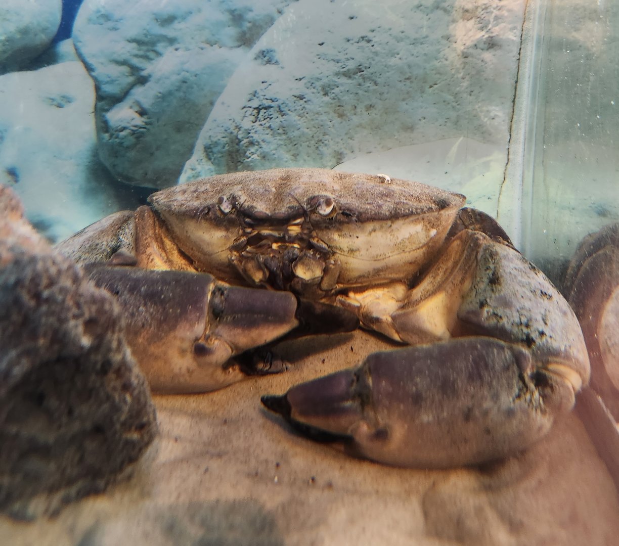 Tidelands Nature Center - Florida Stone Crab