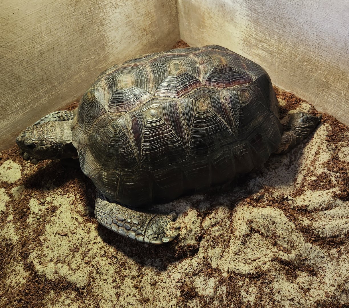 Tidelands Nature Center - Gopher Tortoise (Mr. Hyde)