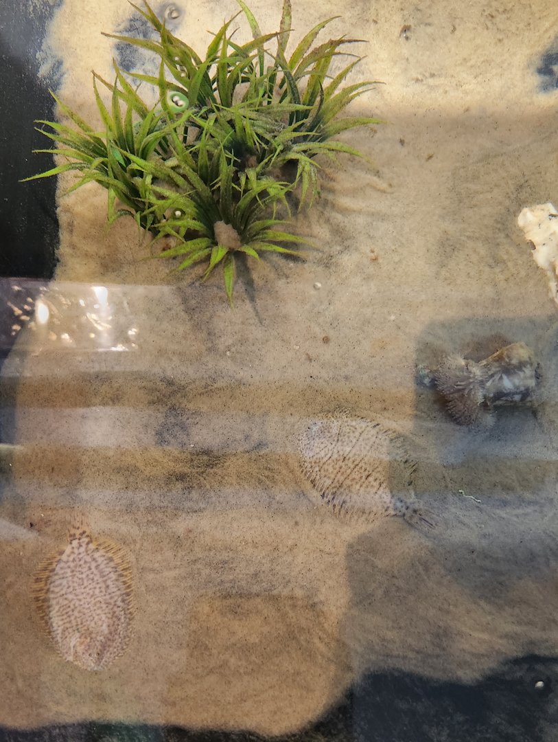 Tidelands Nature Center - Hogchokers