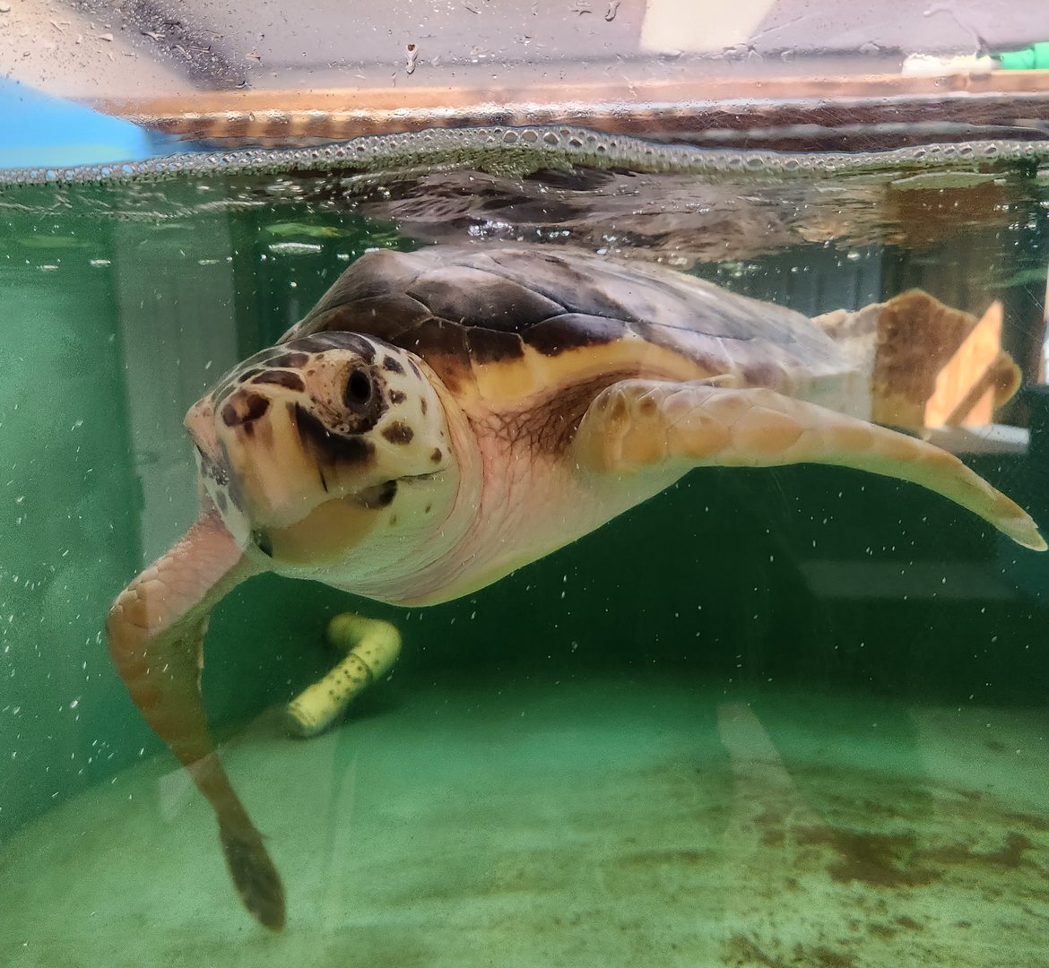 Tidelands Nature Center - Loggerhead Sea Turtle
