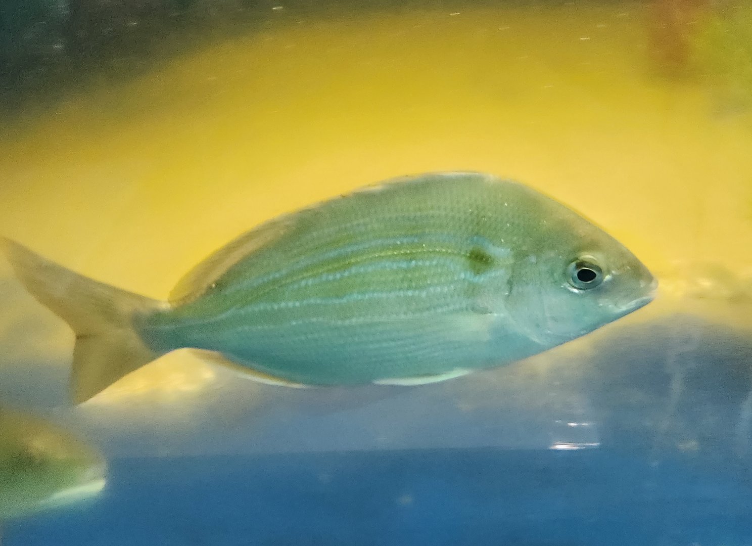 Tidelands Nature Center - Pinfish