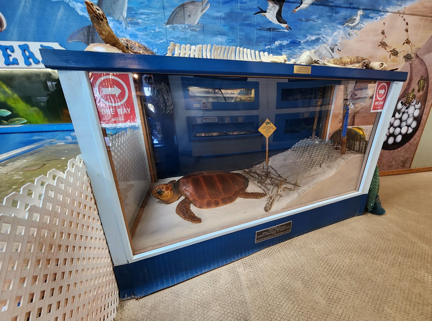 Tidelands Nature Center - Sea Turtle model