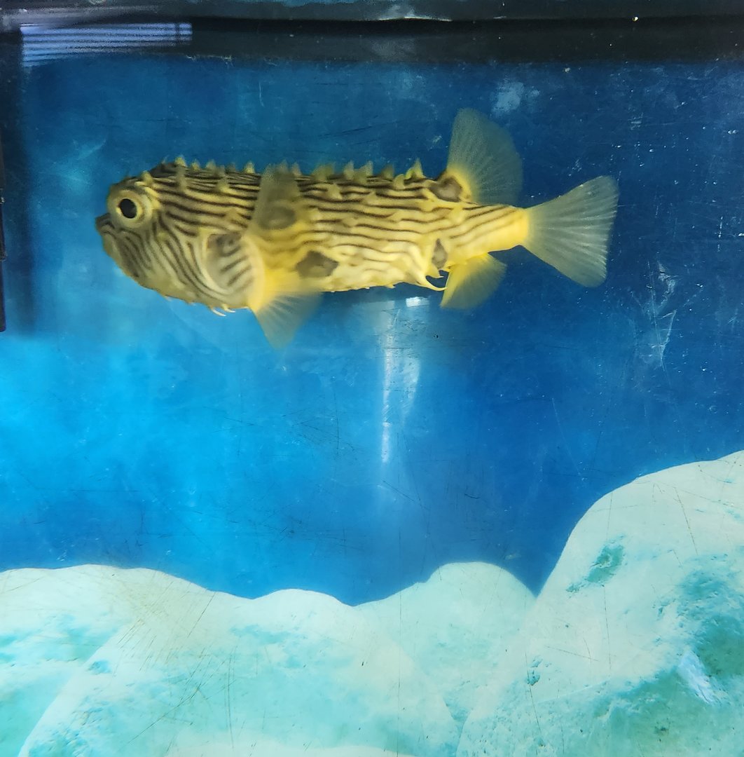 Tidelands Nature Center - Striped Burrfish
