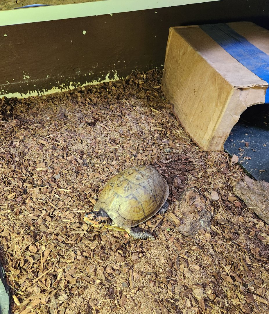 Tidelands Nature Center - Three-toed Box Turtle