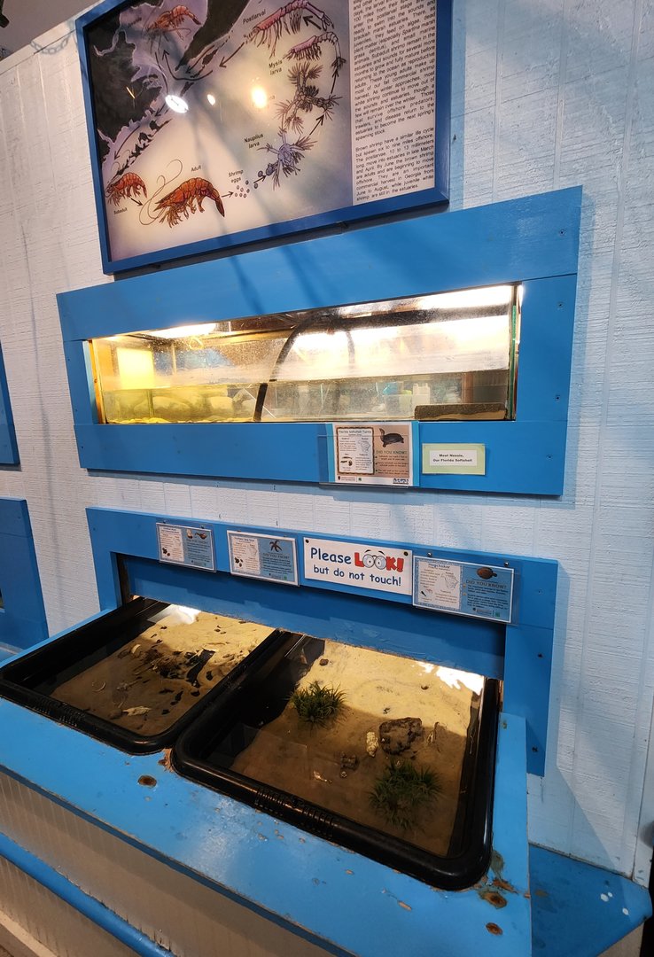 Tidelands Nature Center - Touch tank tubs