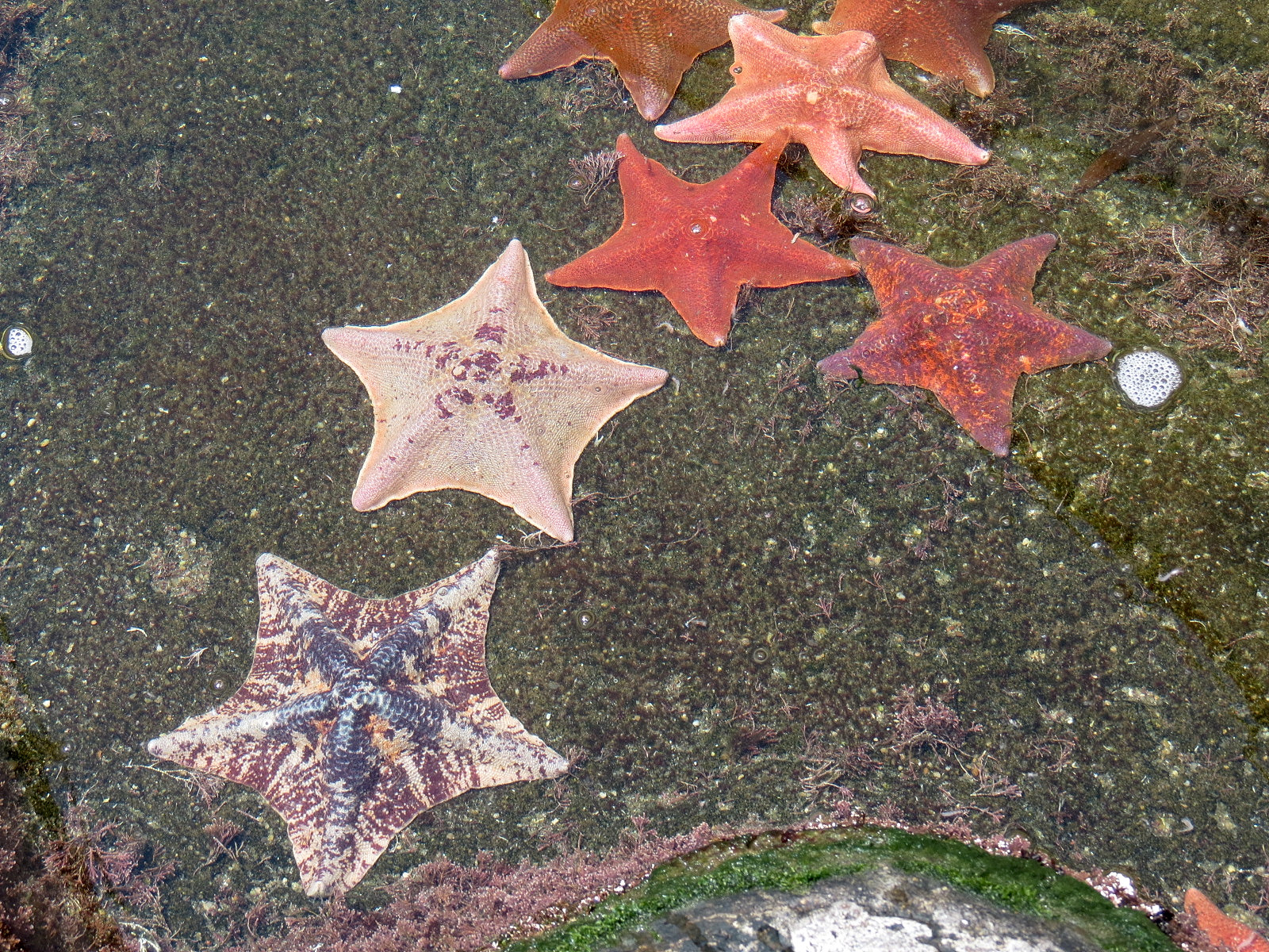 Tidepool - Bat Star
