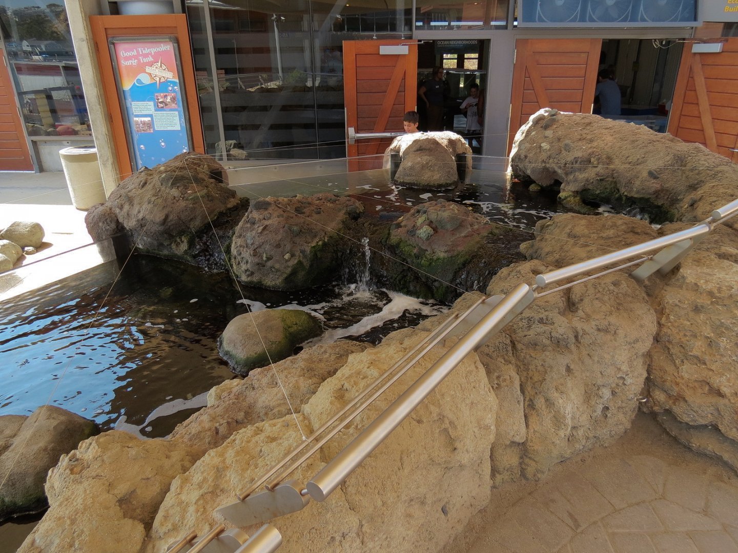 Tidepool Live Exhibit