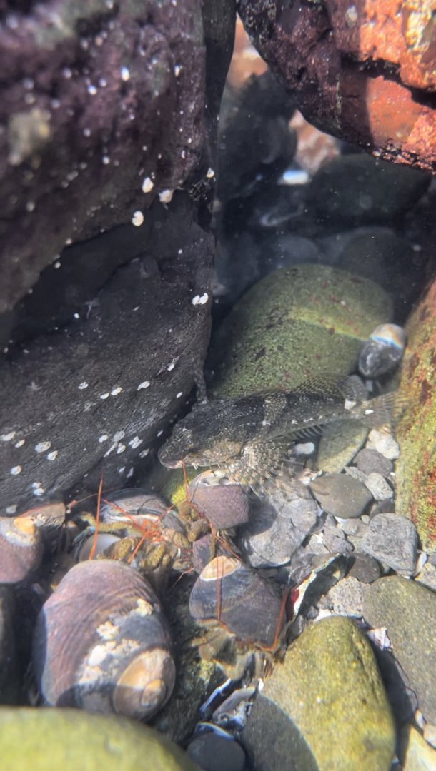 Tidepool sculpin