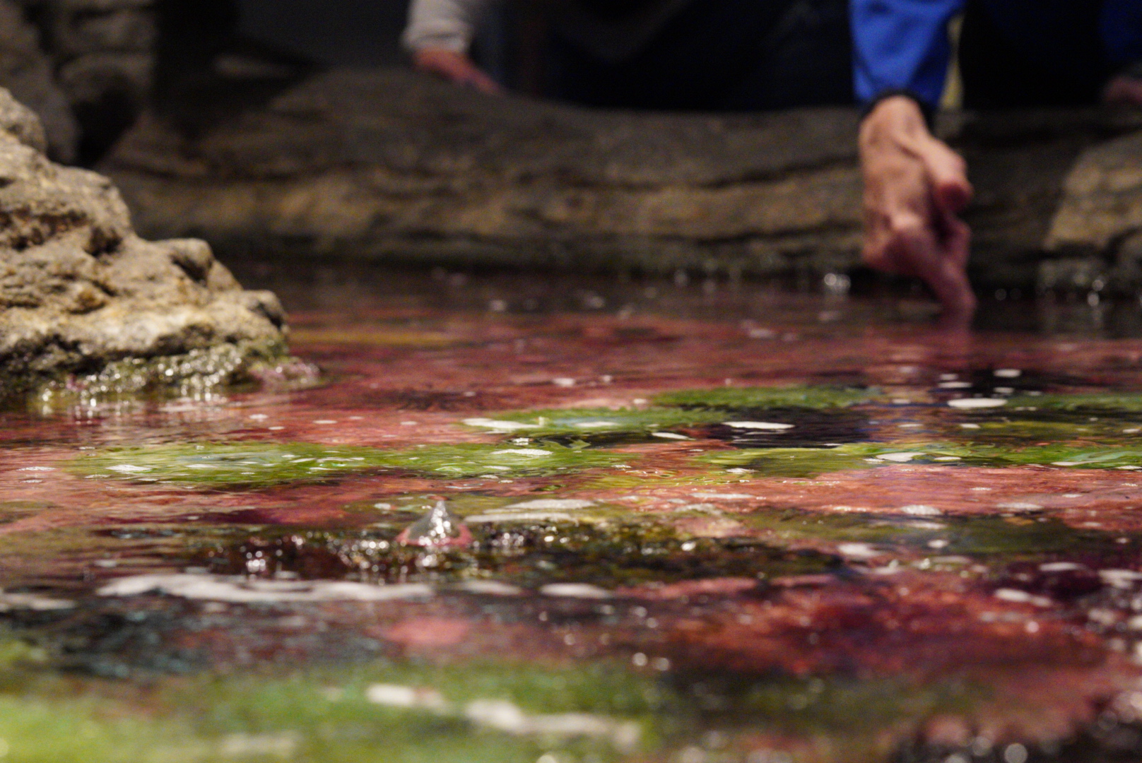 Tidepool Touch Tank