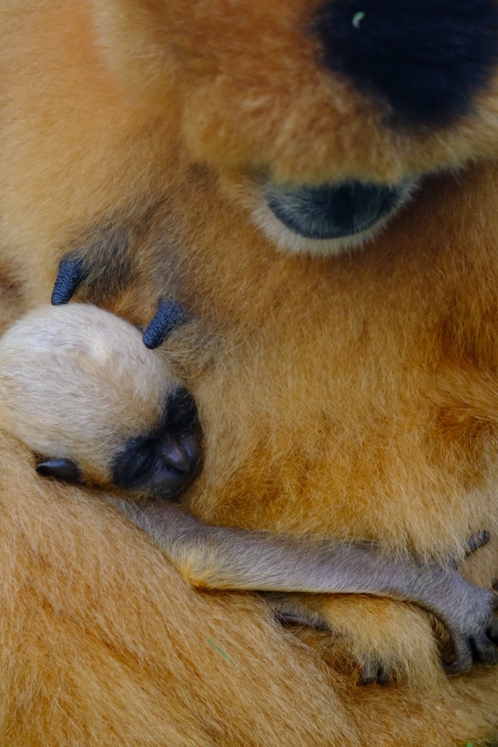 Tien / Xoai Nhi - Wildlife HQ