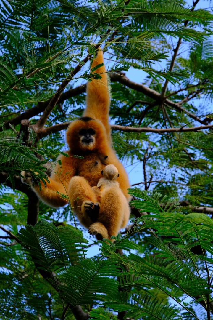 Tien / Xoai Nhi - Wildlife HQ