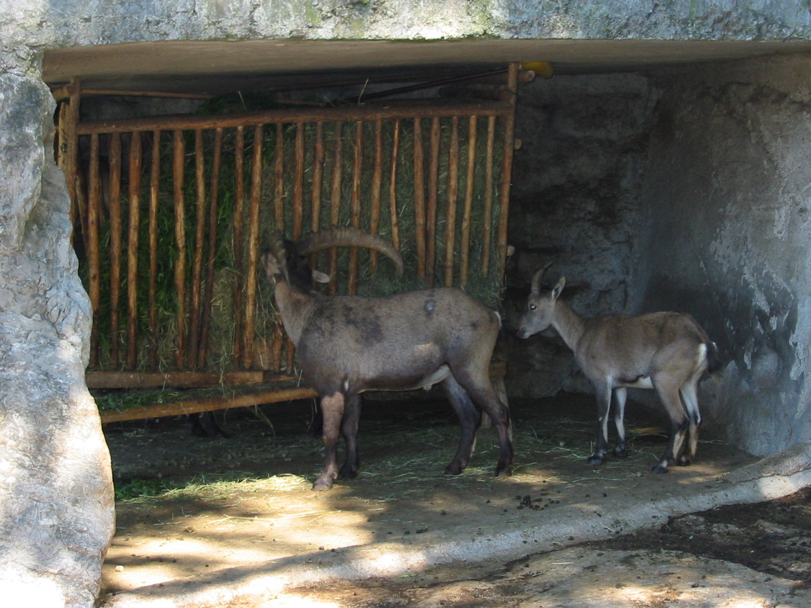 Tiergarten Hellbrunn - Alpine Ibex