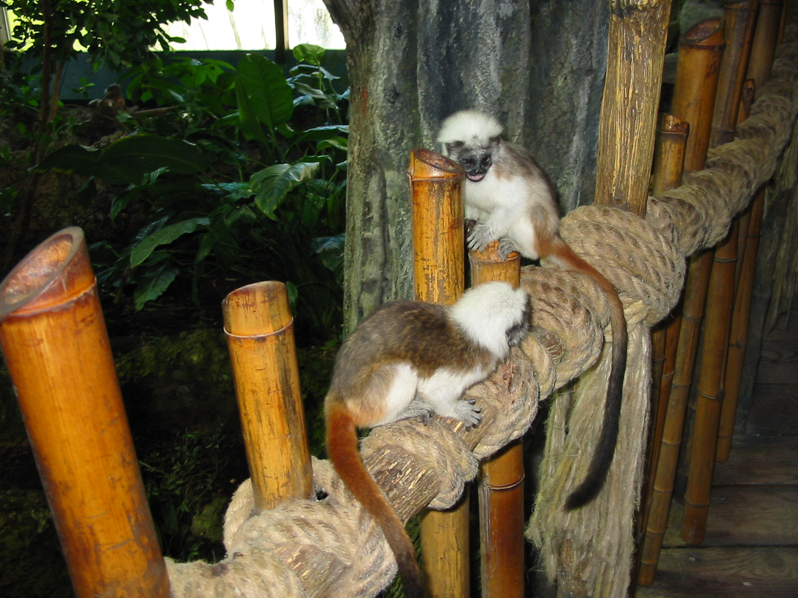 Tiergarten Hellbrunn - Cotton-top Tamarins
