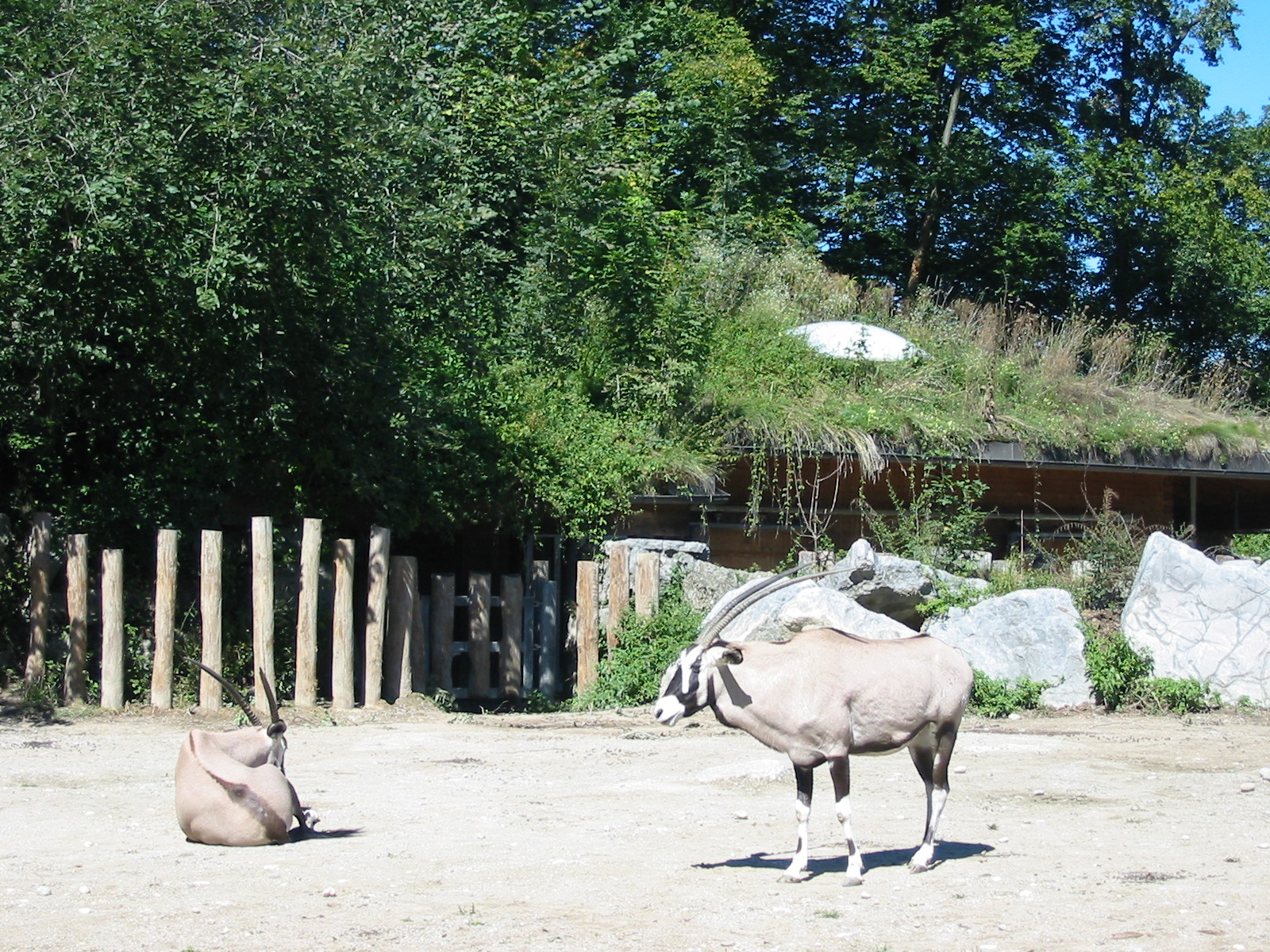 Tiergarten Hellbrunn - Gemsbok