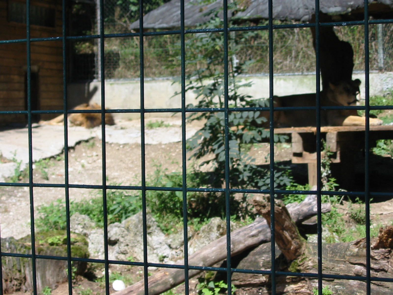 Tiergarten Hellbrunn - Lion enclosure