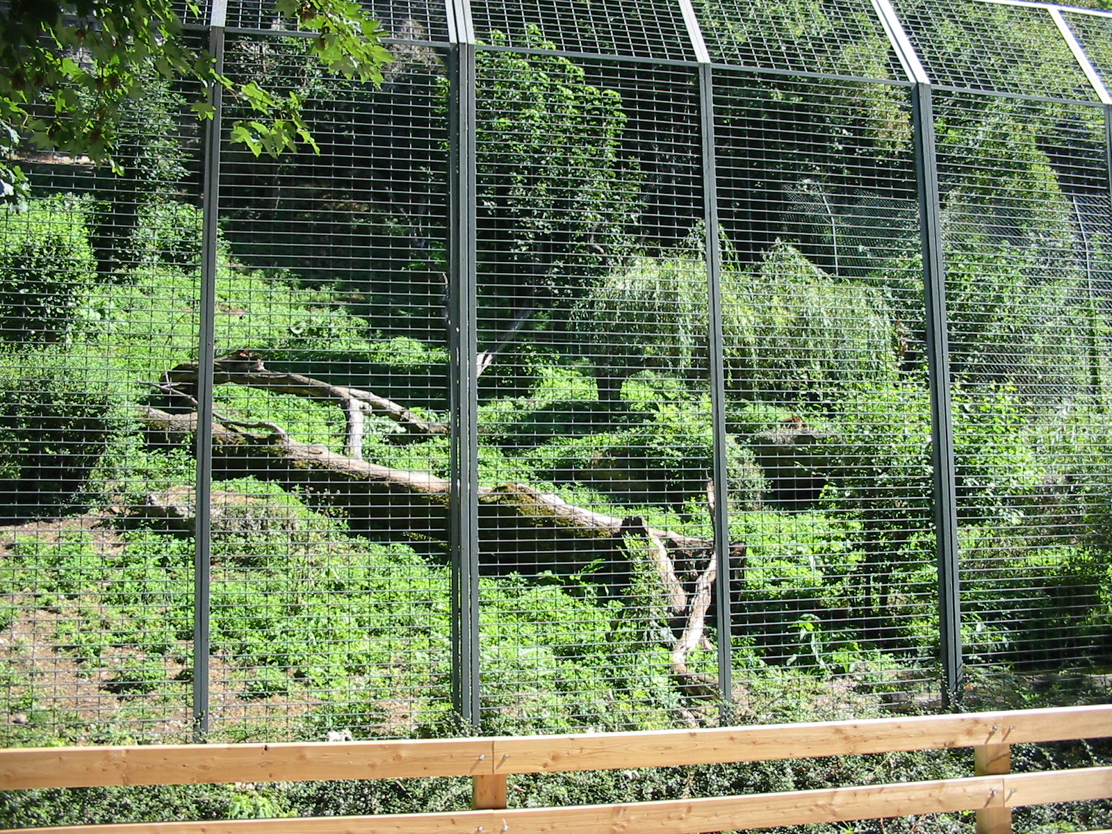 Tiergarten Hellbrunn - One of the big cat enclosures