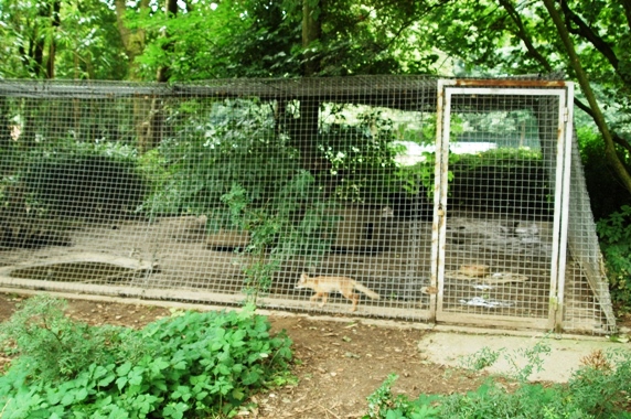 Tiergarten Kleve (D) Fox 2008