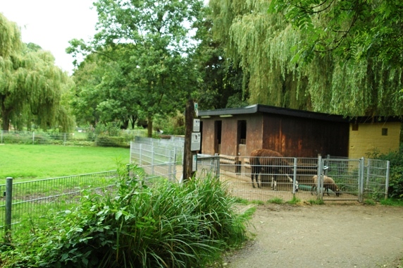 Tiergarten Kleve (D) Lama+sheep 2008