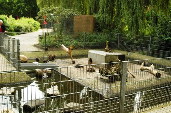 Tiergarten Kleve (D) Nutria 2008