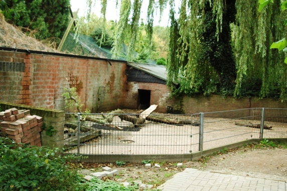 Tiergarten Kleve (D) Pigs 2008