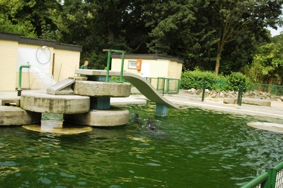 Tiergarten Kleve (D) Seals 2008