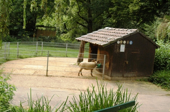 Tiergarten Kleve (D) sheep 2008