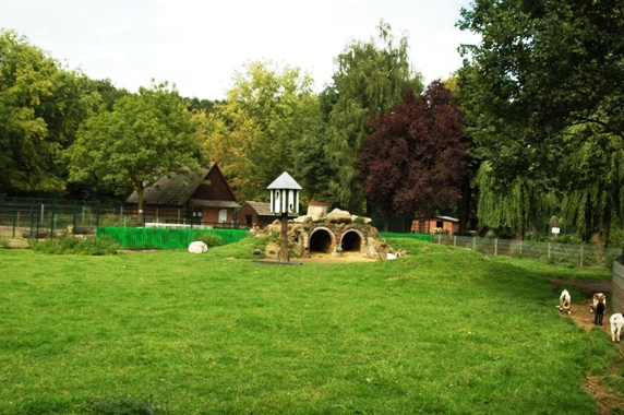 Tiergarten Kleve (D) sheep 2008