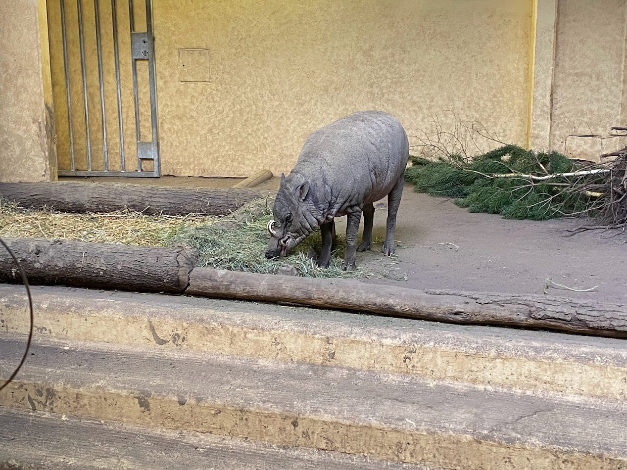 Tiergarten Nürnberg- babirusa- 2023