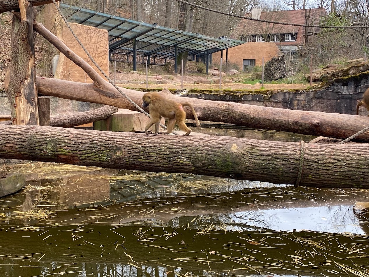 Tiergarten Nürnberg- baboon- 2023