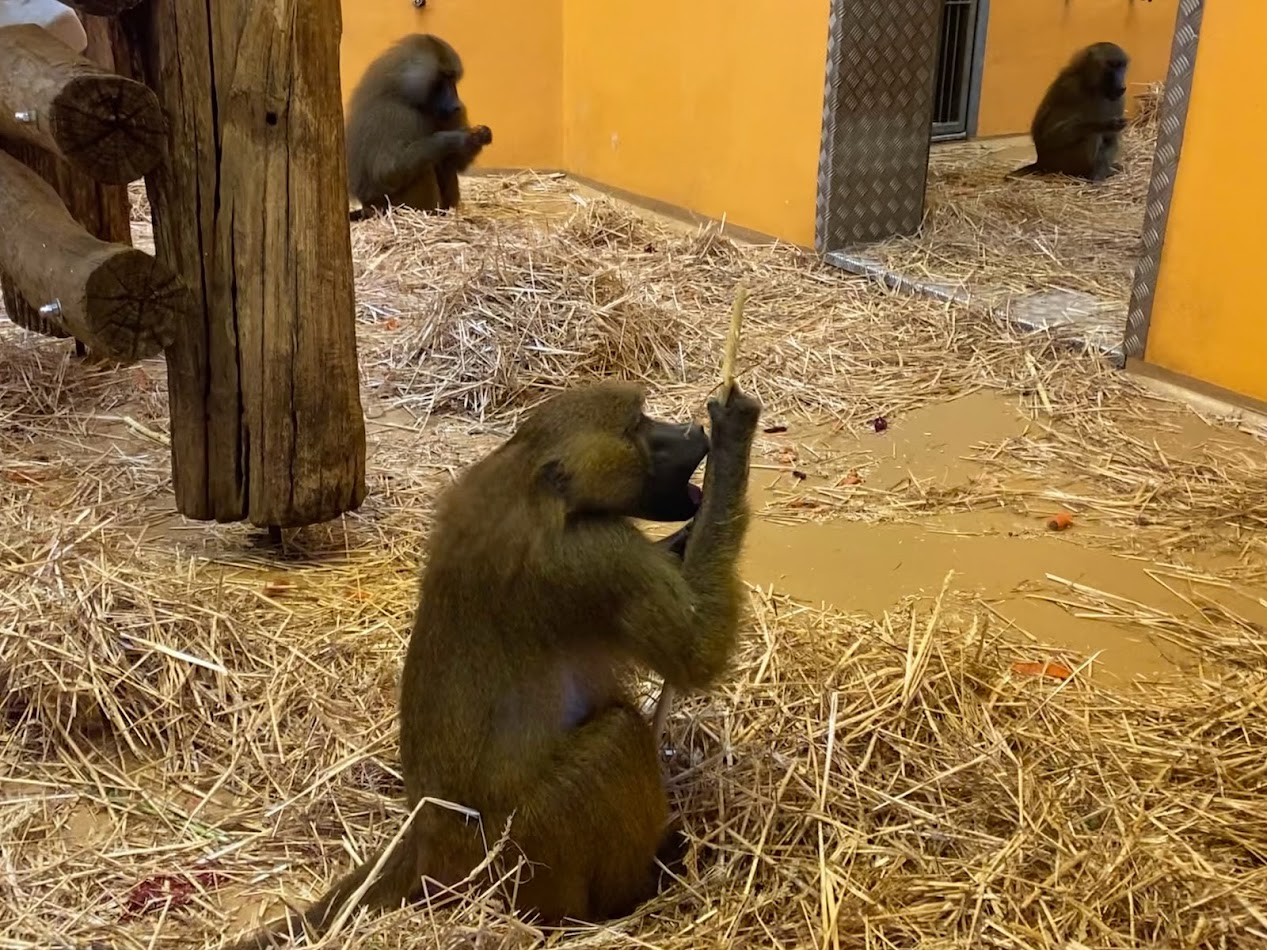 Tiergarten Nürnberg- baboon- 2023