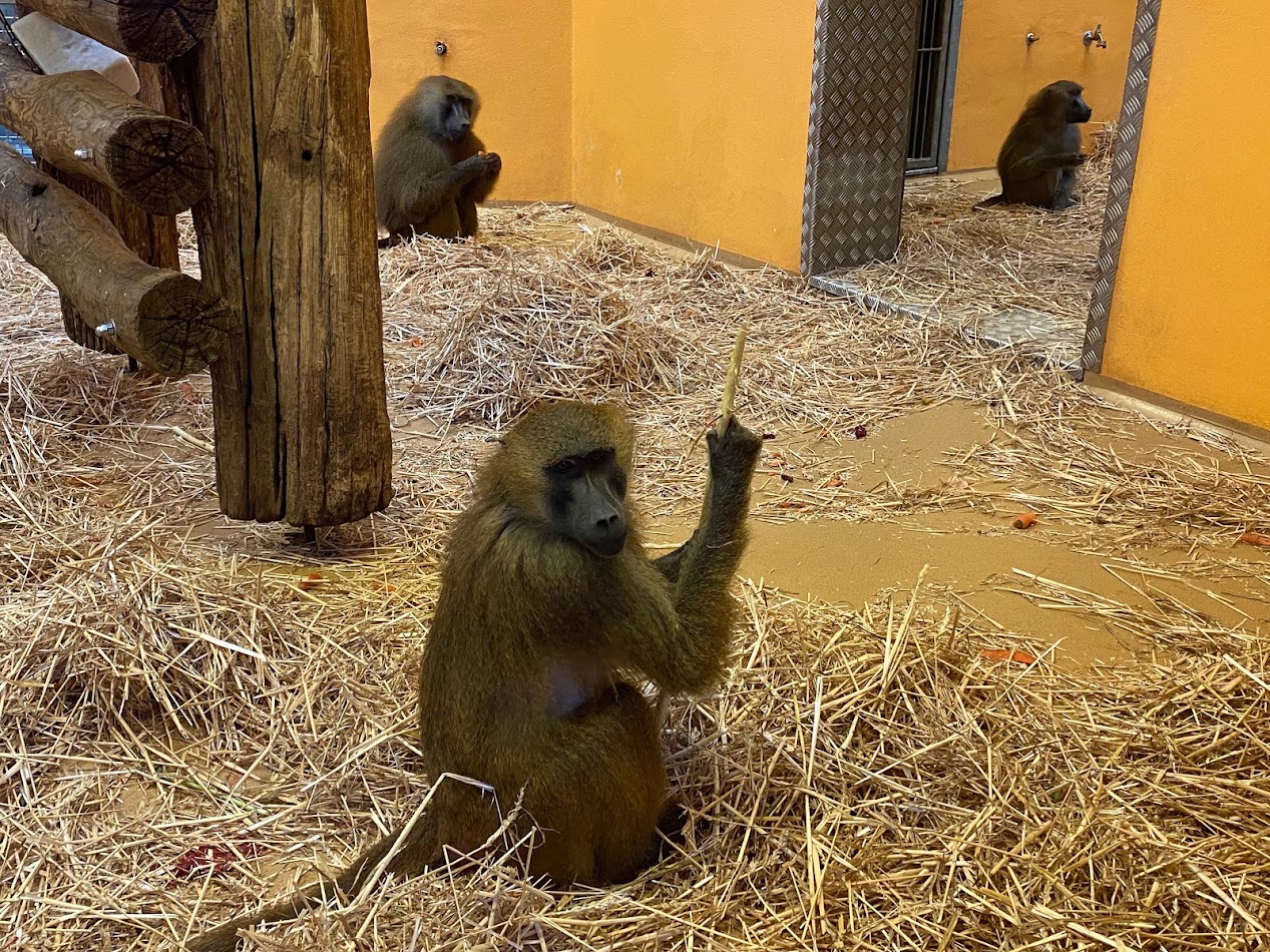 Tiergarten Nürnberg- baboon- 2023