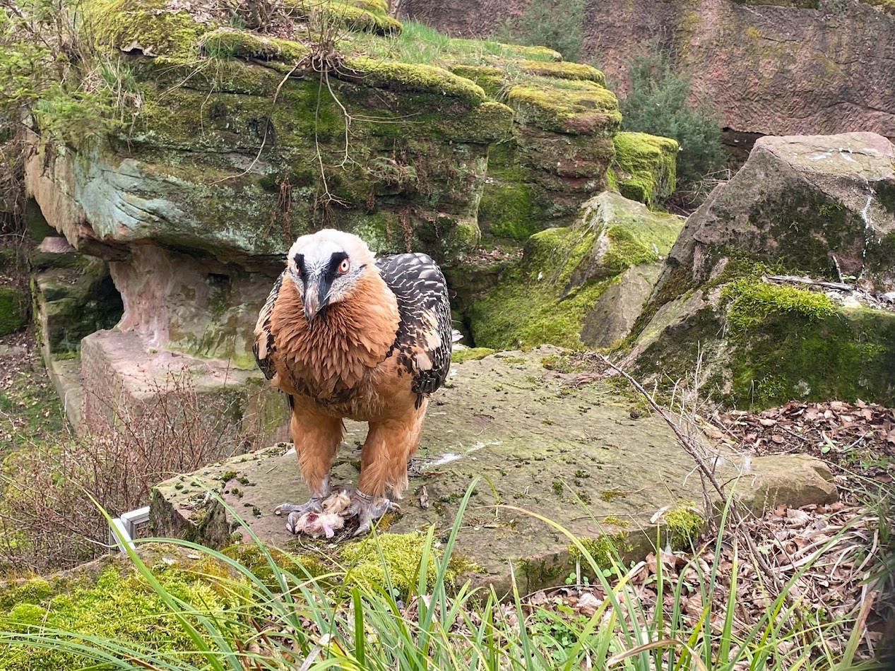 Tiergarten Nürnberg- bearded vulture- 2023