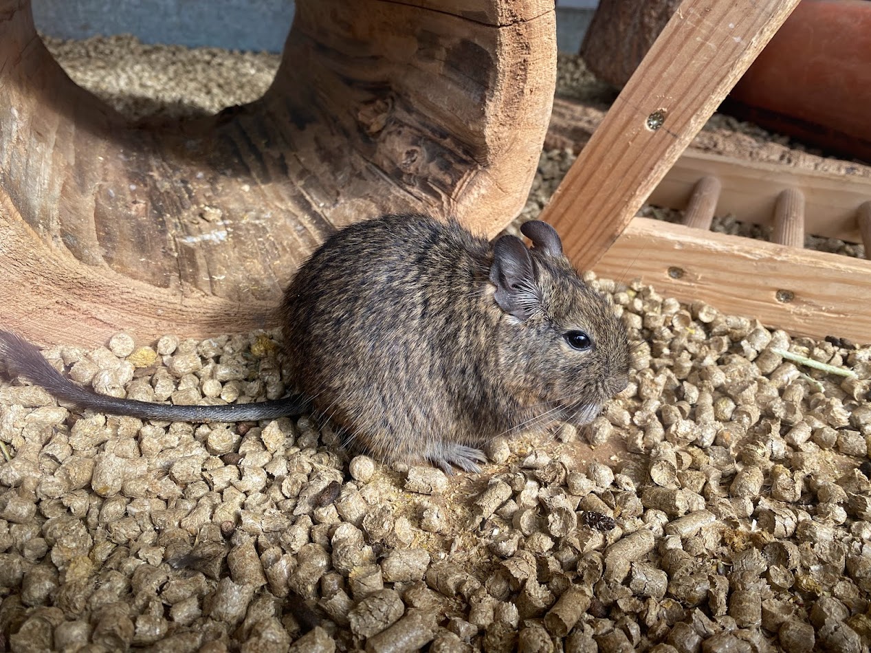 Tiergarten Nürnberg- degu- 2023