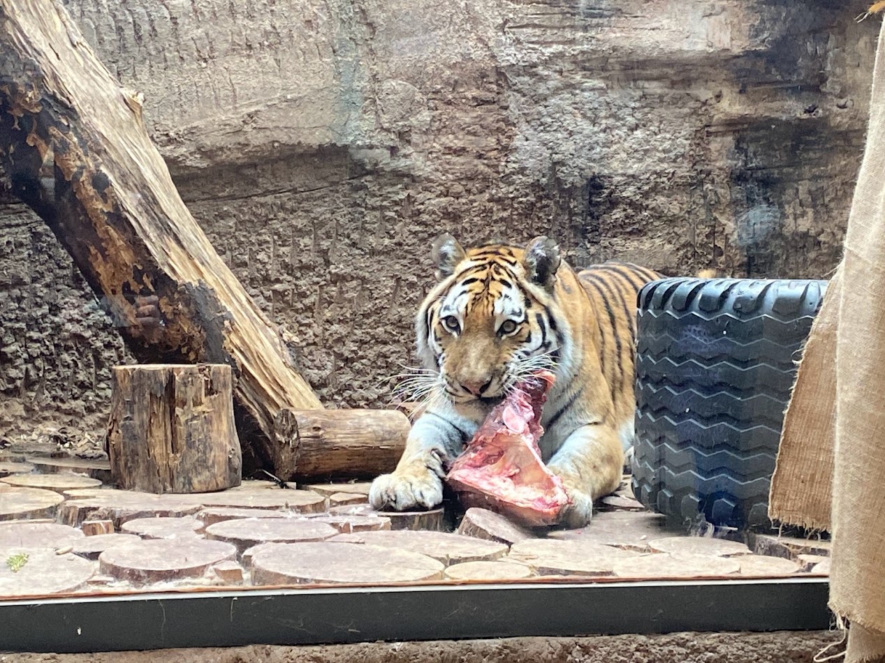Tiergarten Nürnberg- eating tiger- 2023