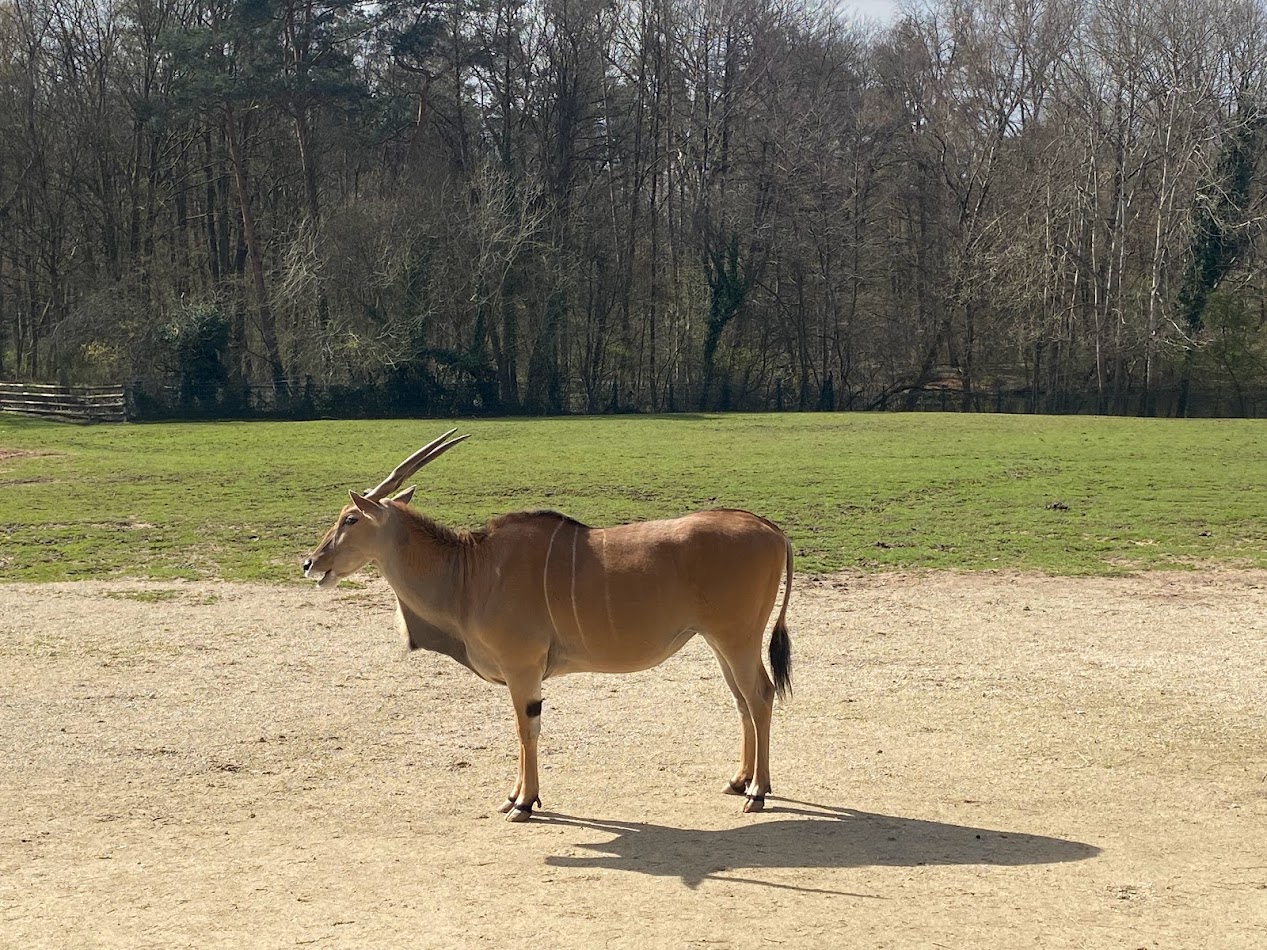 Tiergarten Nürnberg- eland antelope- 2023