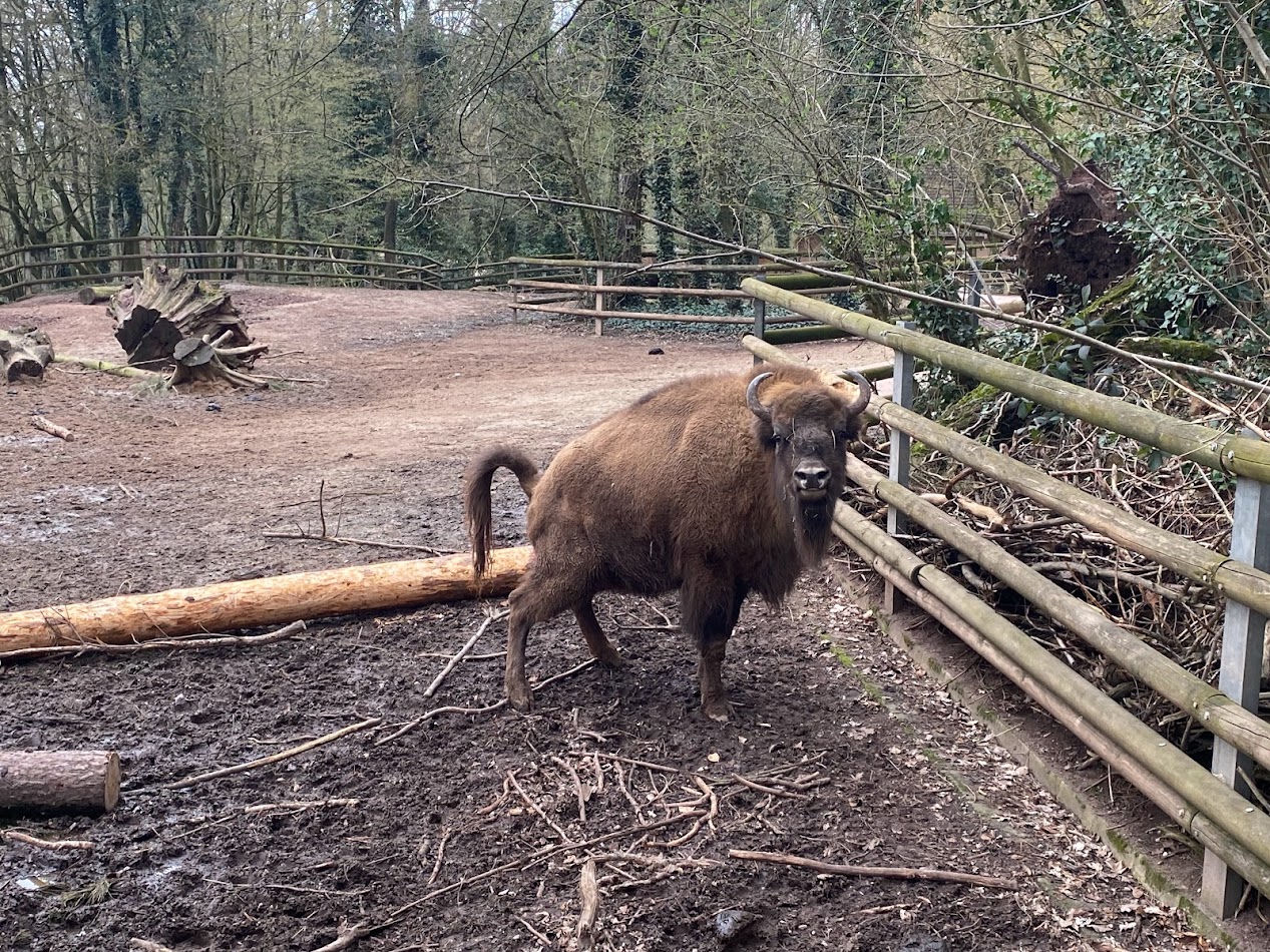Tiergarten Nürnberg- European bison- 2023