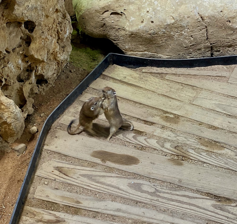 Tiergarten Nürnberg- fighting sand rats- 2023