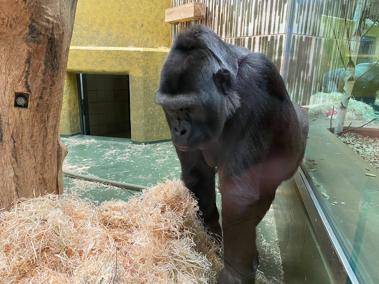 Tiergarten Nürnberg- gorilla- 2023
