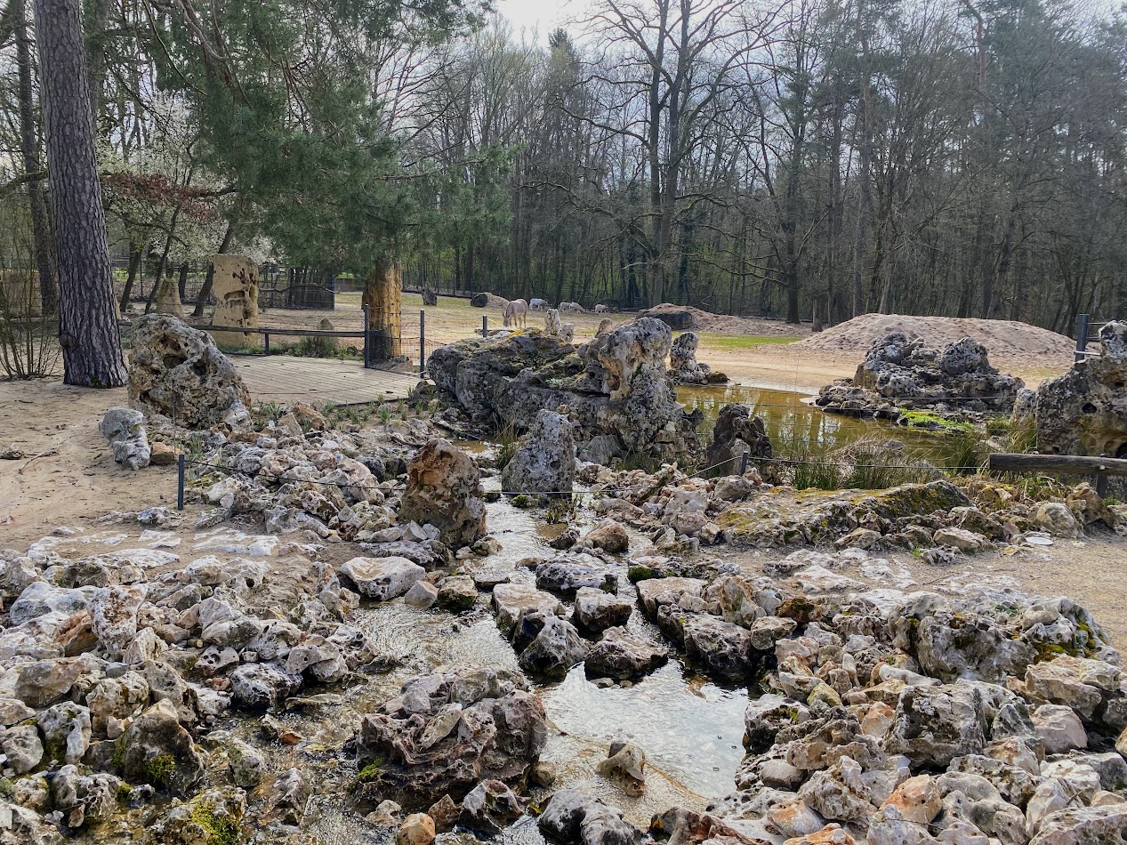 Tiergarten Nürnberg- hoofstock waterhole- 2023