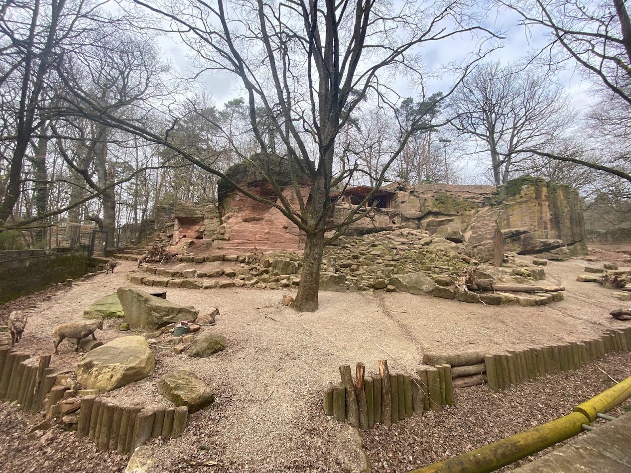 Tiergarten Nürnberg- ibex enclosure- 2023
