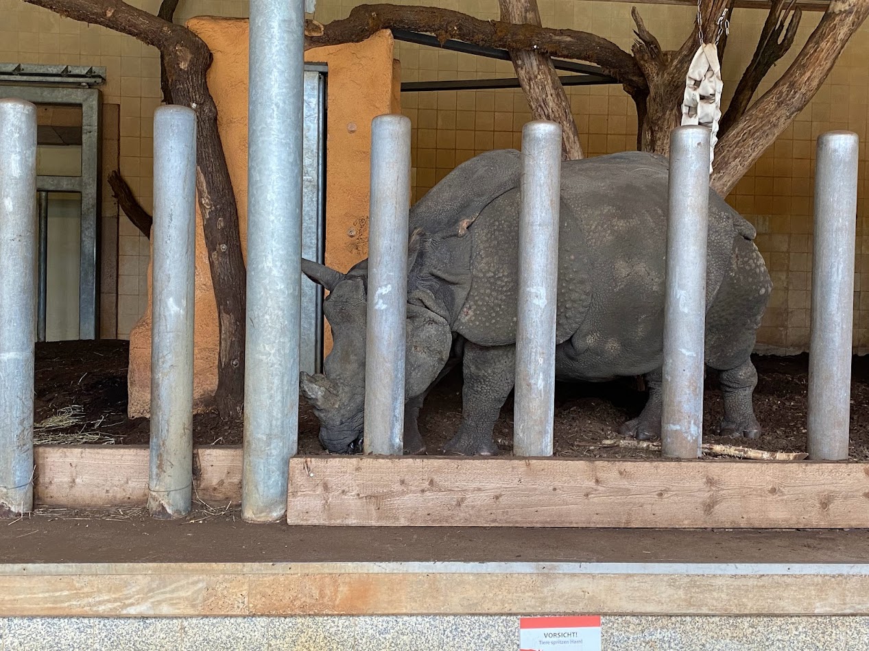Tiergarten Nürnberg- Indian rhino- 2023