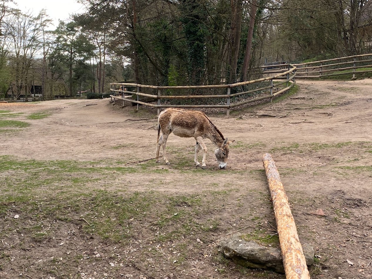 Tiergarten Nürnberg- kulan- 2023