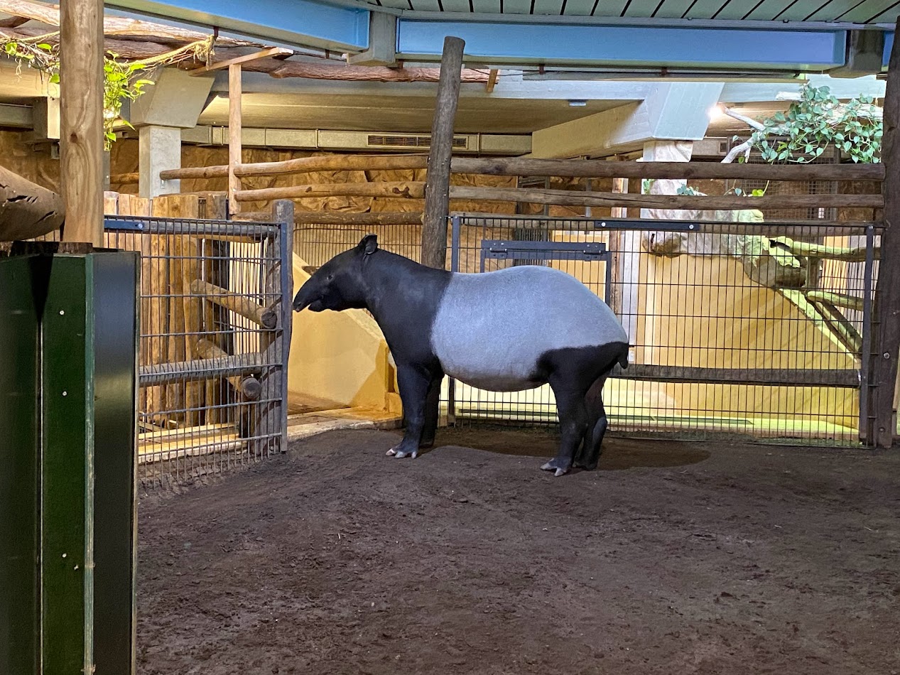 Tiergarten Nürnberg- Malayan tapir- 2023