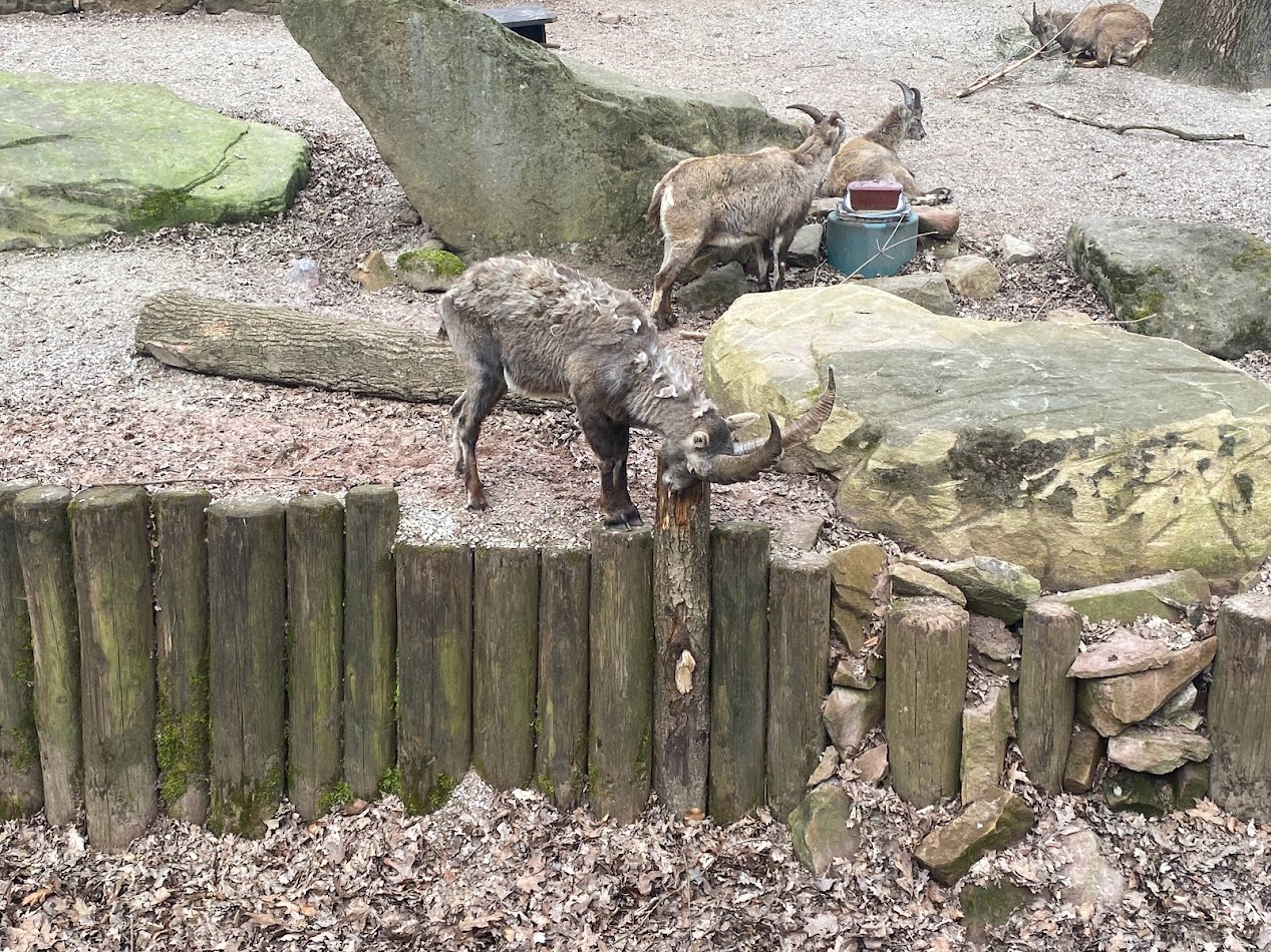 Tiergarten Nürnberg- male ibex eating bark- 2023