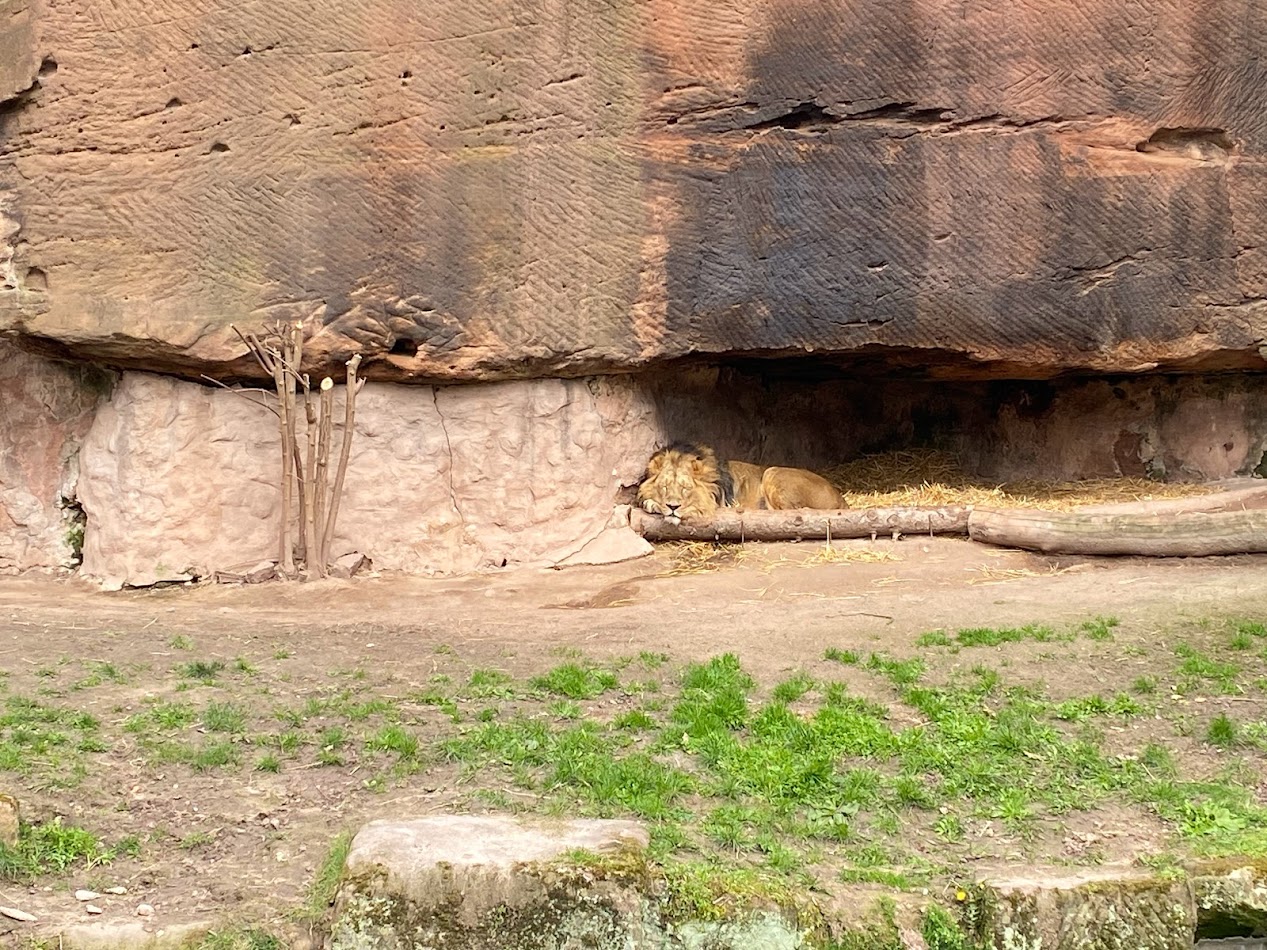 Tiergarten Nürnberg- male lion- 2023