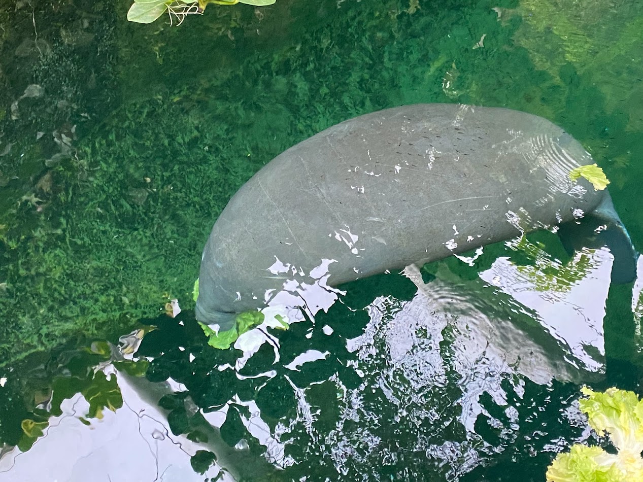 Tiergarten Nürnberg- manatee- 2023